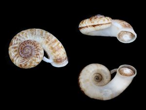 Rhiostoma housei 