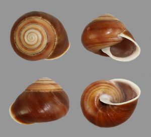 Figuladra incei lessoni 