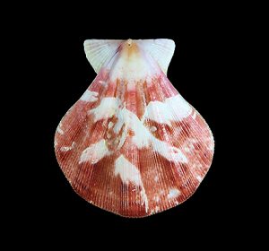 Decatopecten plica - Beautiful, both valve with pattern!
