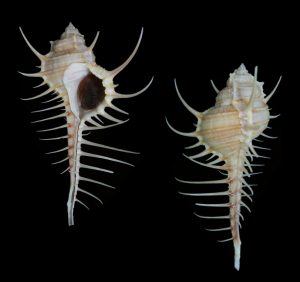 Murex djarianensis poppei - beautiful, with one of the spines touching the other spine