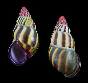 Amphidromus latestrigatus sumbaensis - Selected, dark pattern