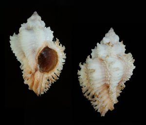 Hexaplex stainforthi - Rare albinistic form with orange aperture