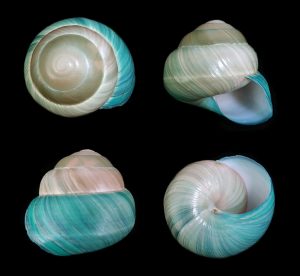 Asperitas bimaensis cochlostyloides f. azurea - Deep blue, hard to get now