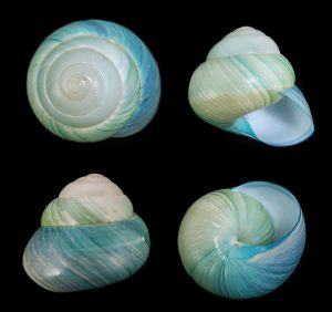 Asperitas bimaensis cochlostyloides f. azurea - Nice blue, hard to get now