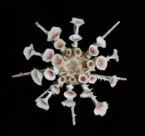 Goniocidaris clypeata 