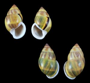 Amphidromus comes - dextral & sinistral set