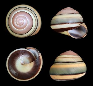 Asperitas trochus parsonsi - Pastel colour
