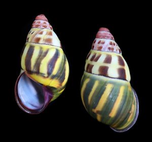 Amphidromus latestrigatus sumbaensis - Selected, dark pattern