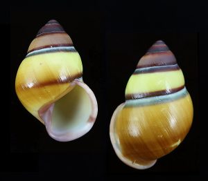 Amphidromus webbi simalurensis - Dextral, with perio