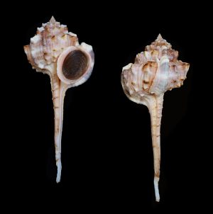 Haustellum kurodai - beautiful uncommon species