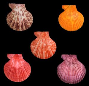 Mimachlamys gloriosa - Set of 5