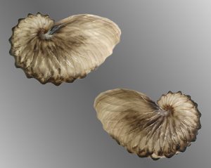 Argonauta hians - Large, beautiful