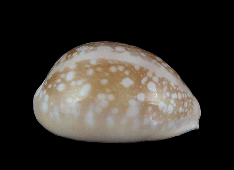 Callistocypraea nivosa - Superb pattern & quality! - Malacology-Asia.com