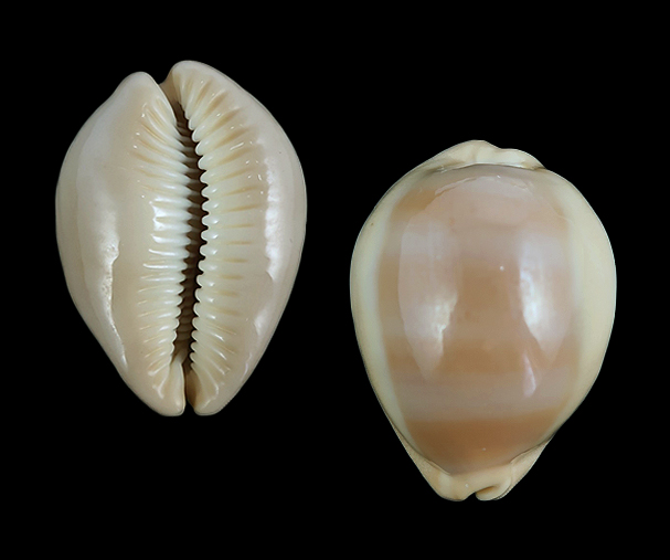 Ocellate cowrie shells (Cypraea ocellata) Our beautiful pictures