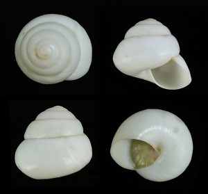 Asperitas bimaensis bimaensis - Uncommon white base population, normally yellow base