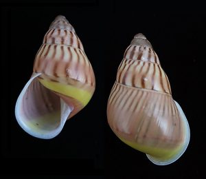 Amphidromus jacobsoni - Pink