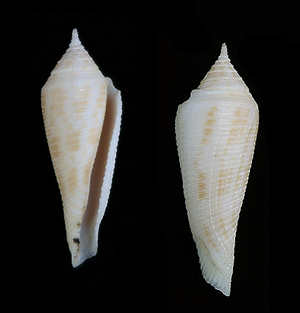 Conasprella viminea - rare locality from Pulau Perhentian, now a national park, sharp spire preserved!