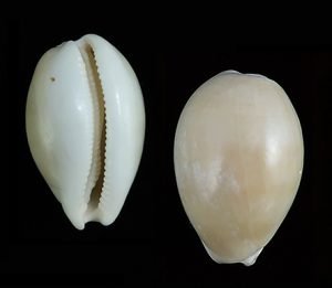 Austrocypraea reevei f. lorenzoi - Rare