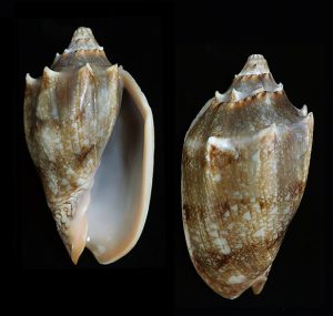 Cymbiola vespertilio peterstimpsoni - lightly banded with minimal pattern
