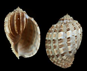 Harpa articularis - from Terengganu, Malaysia, nice dark pattern
