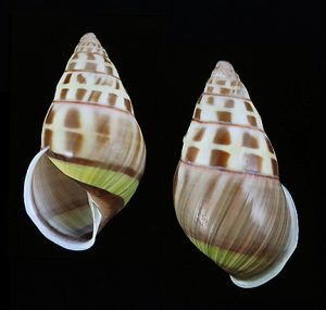 Amphidromus binhphuocensis  - Cam My form