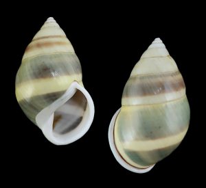 Amphidromus cf. martensi - beautiful, from Vietnam