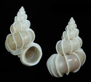 Epitonium scalare- Rare locality from Terengganu, Malaysia