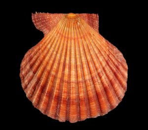 Mimachlamys gloriosa - Large, brown red
