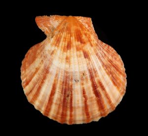 Mimachlamys gloriosa - Big, nice pattern