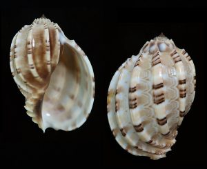 Harpa articularis - from Terengganu, Malaysia, beautiful