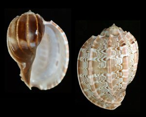 Harpa davidis - from off Langkawi Island, Malaysia