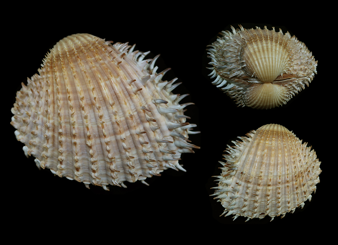 Acanthocardia aculeata - Large and nice - Malacology-Asia.com