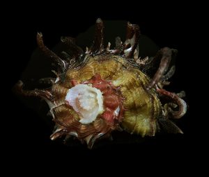 Angaria poppei - Nice dark spines!