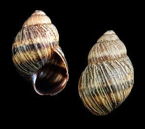 Bothriembryon balteolus - Uncommon, nice banded