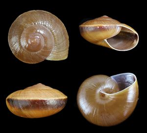 Hemiplecta funerea - rare