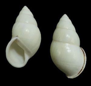 Amphidromus cf. patbaili - nice specimen
