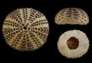 Colobocentrotus atratus - Beautiful!
