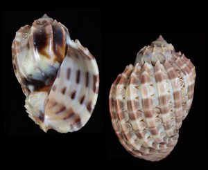 Harpa cabriti - Kenyan form, beautiful!