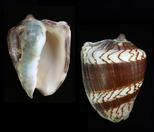 Cymbiola nobilis nobilis f. fasciata - Gerontic & heavy specimen!