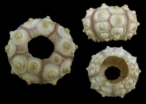Acanthocidaris maculicollis - beautiful