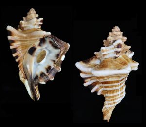 Cymatium ranzanii - very large (192.4mm) and flaring superb specimen!