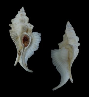 Pterynotus alatus - nice specimen