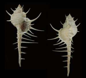 Murex altispira - rare species