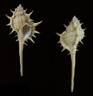 Murex concinnus - very rare species