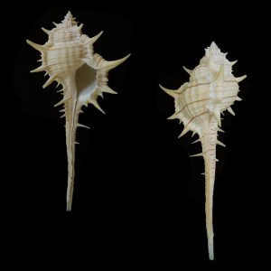 Murex concinnus - very rare species