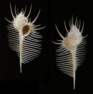 Murex pecten - large and beautiful specimen!