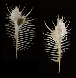 Murex pecten - large and beautiful specimen!