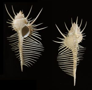 Murex pecten - Exceptional size (180.1mm) from Malaysia!