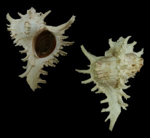 Chicoreus ramosus - Nice long canal