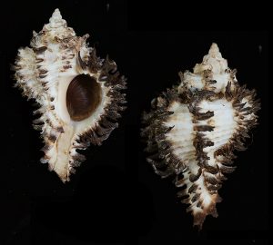 Hexaplex stainforthi - large & nice spines